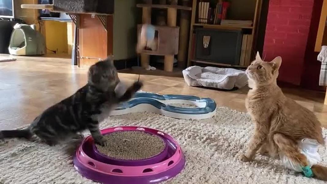 Kattenpraat