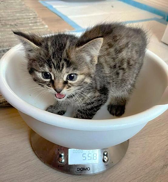 Kattenpraat