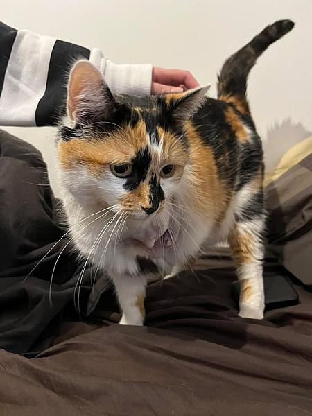 Kattenpraat