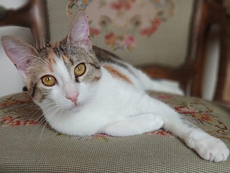 Kattenpraat