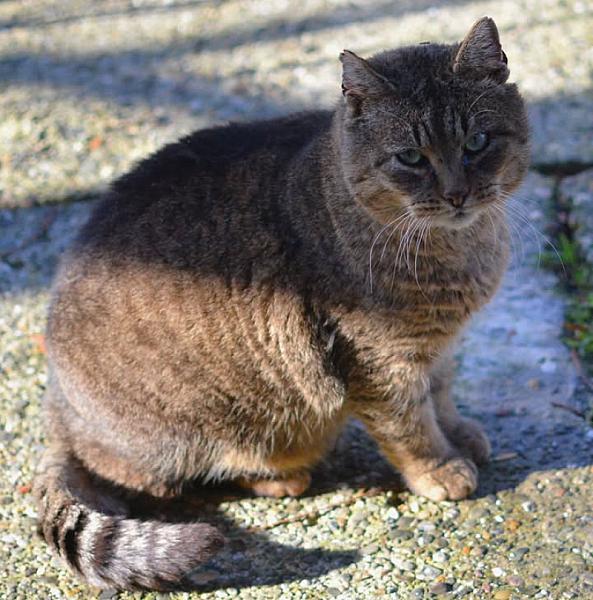 Kattenpraat
