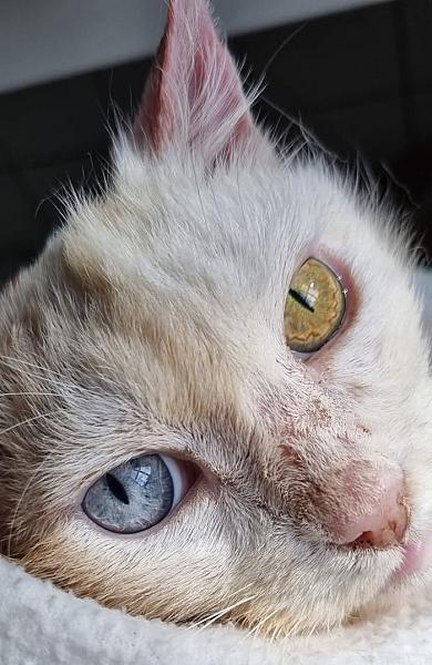 Kattenpraat