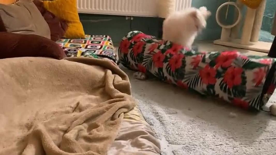 Kattenpraat