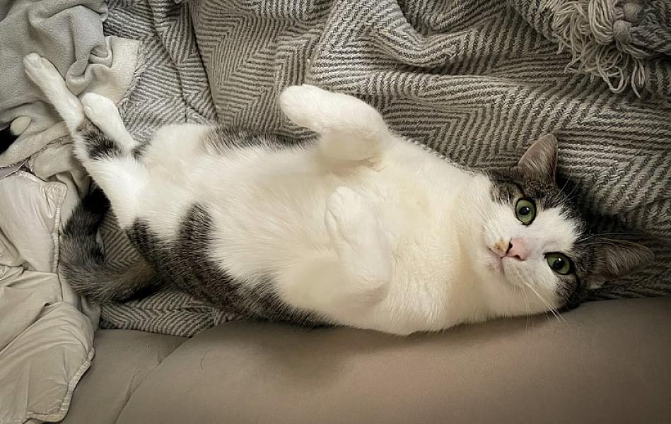 Kattenpraat