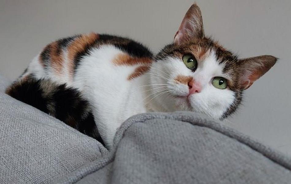 Kattenpraat