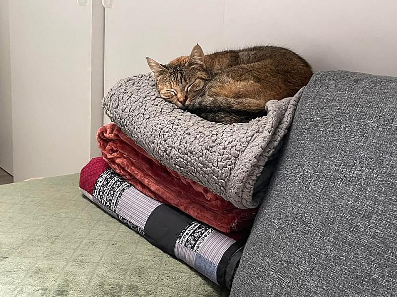 Kattenpraat