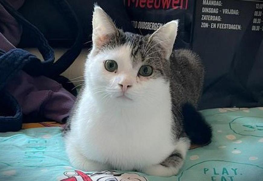 Kattenpraat