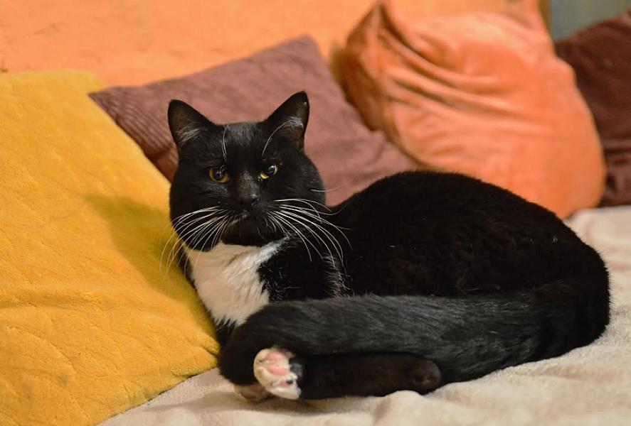 Kattenpraat