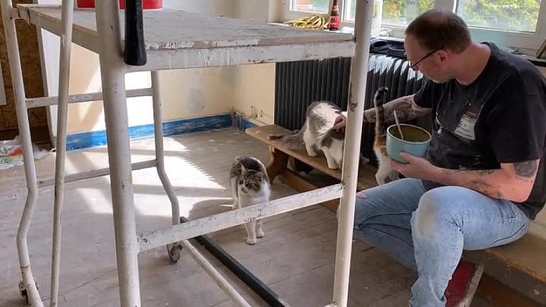 Kattenpraat