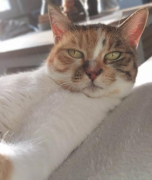 Kattenpraat