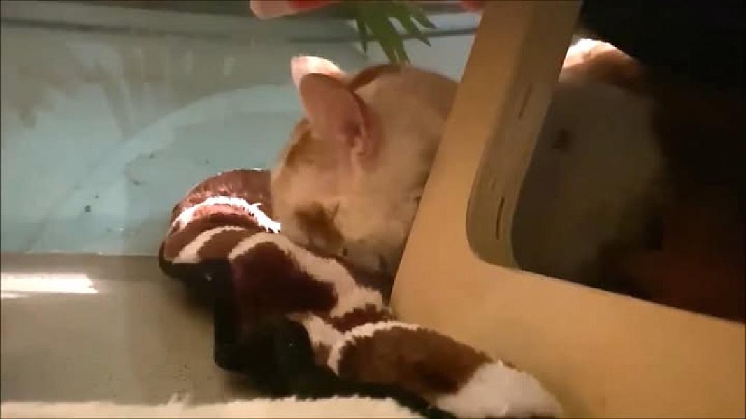 Kattenpraat
