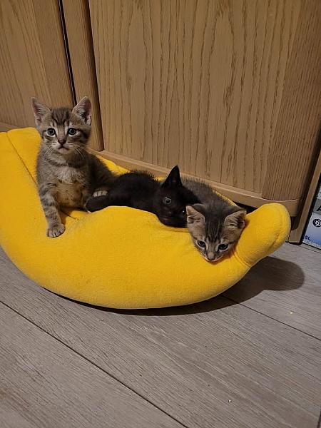 Kattenpraat