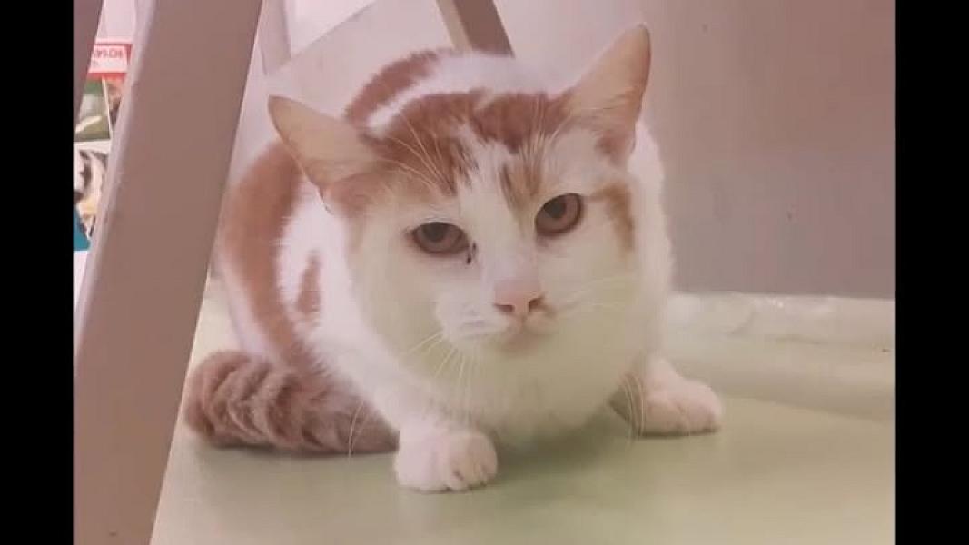 Kattenpraat