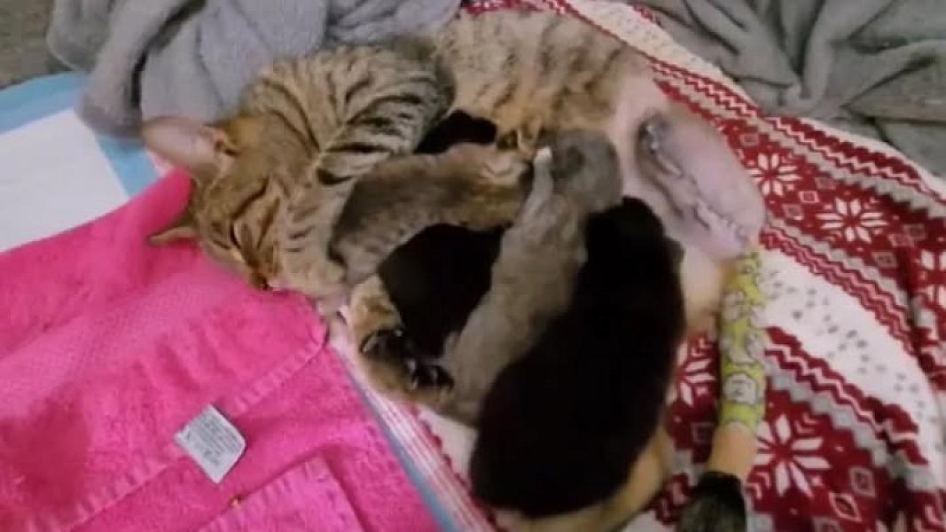 Kattenpraat