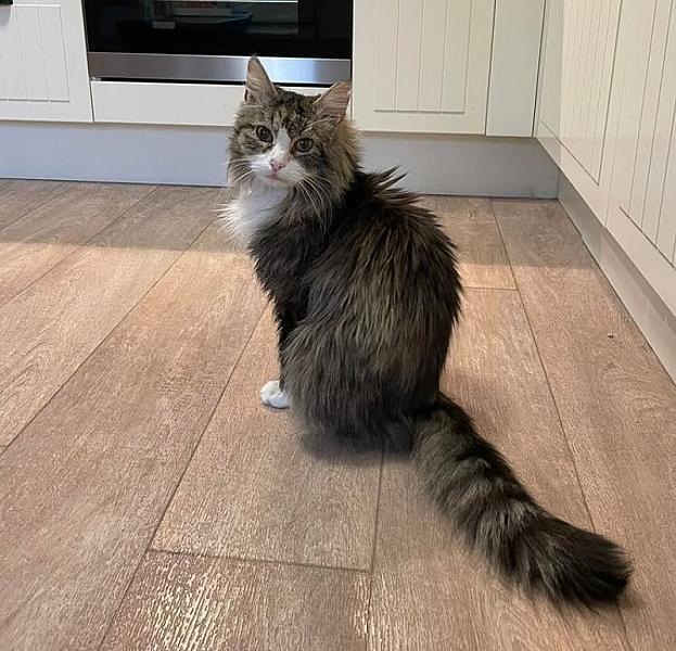 Kattenpraat