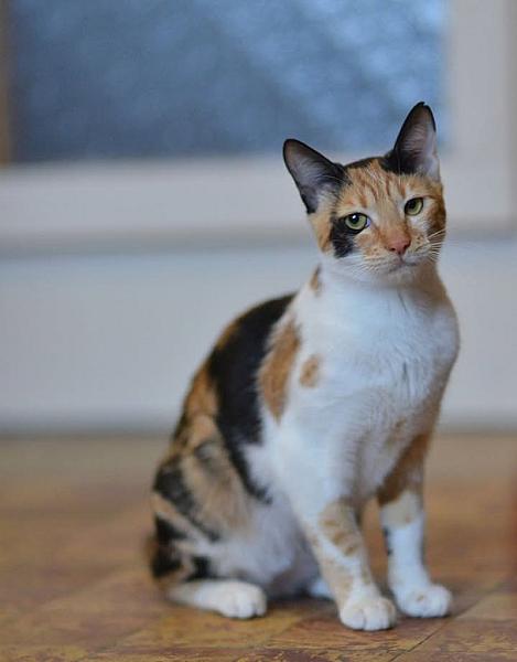 Kattenpraat