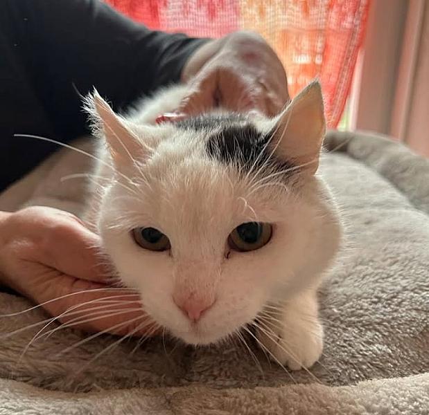 Kattenpraat