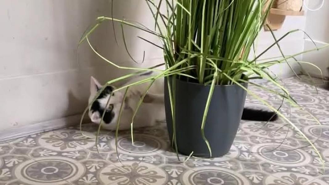Kattenpraat