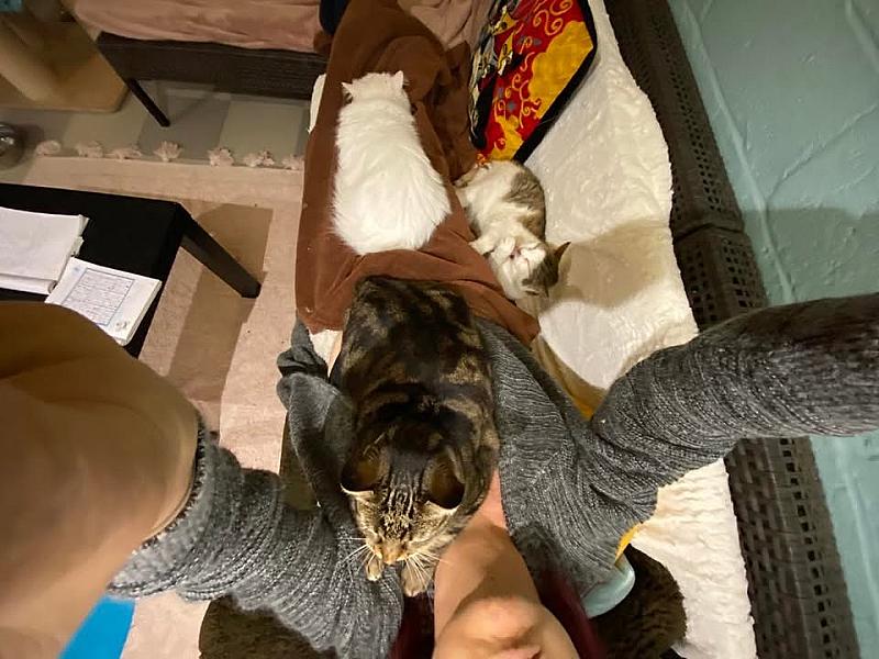 Kattenpraat