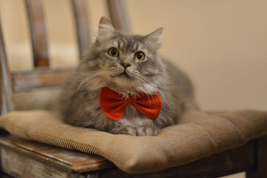 Kattenpraat