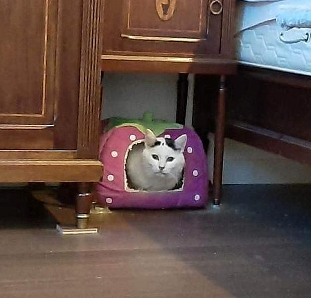 Kattenpraat