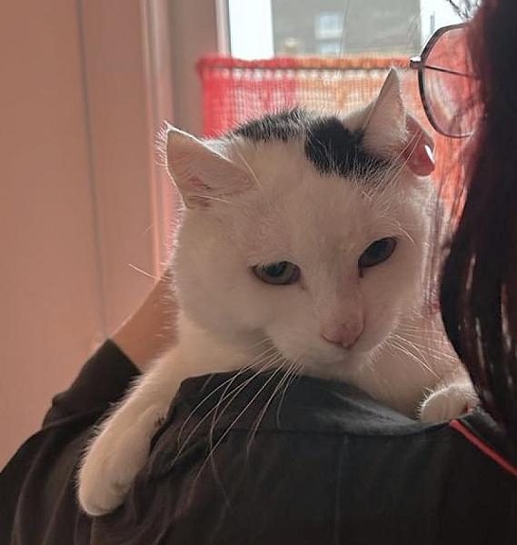 Kattenpraat