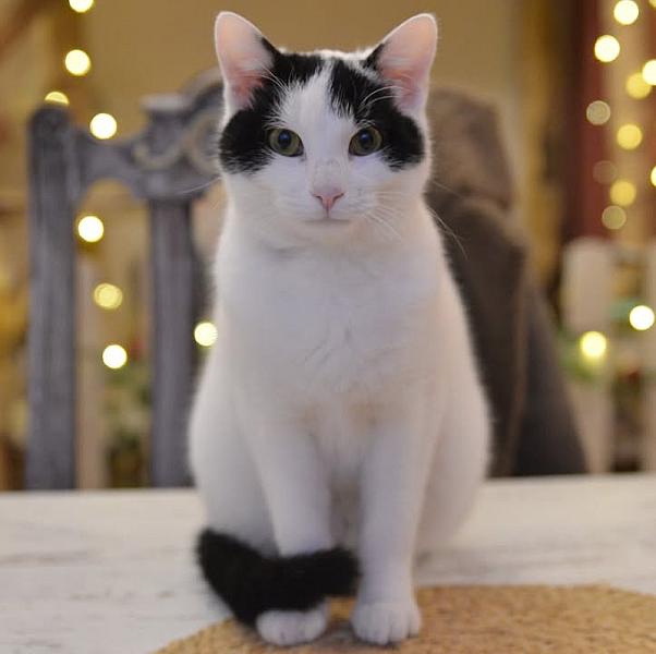 Kattenpraat
