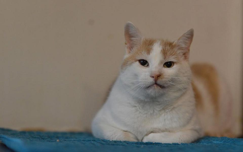 Kattenpraat
