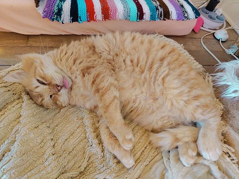 Kattenpraat