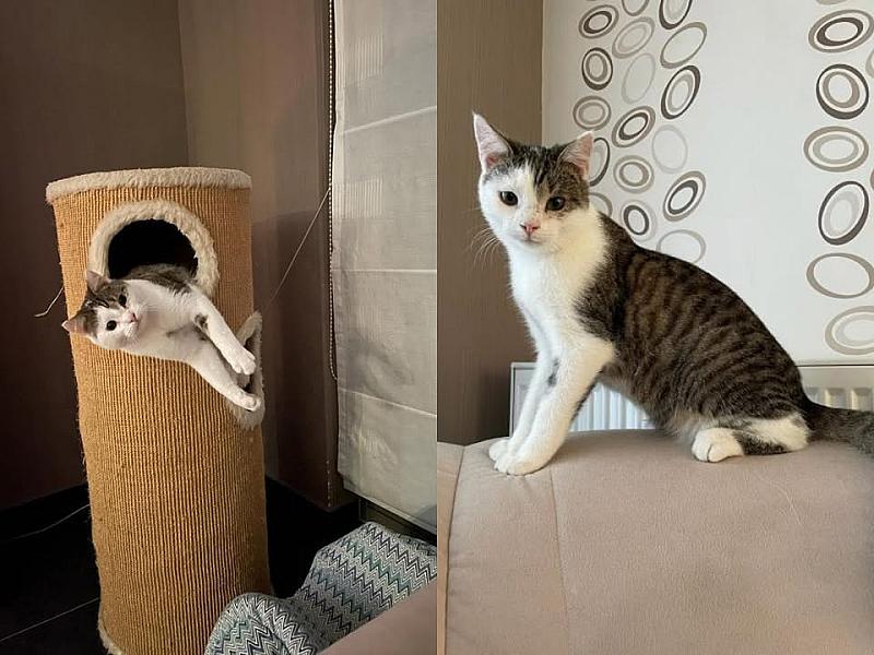 Kattenpraat