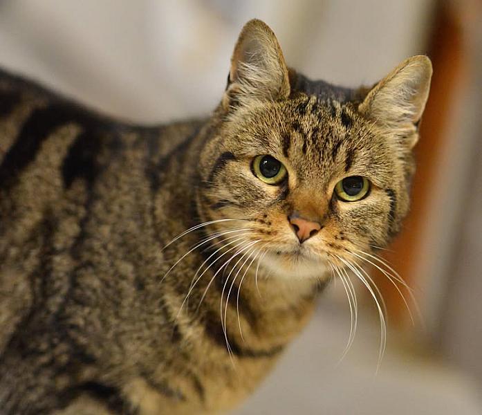 Kattenpraat