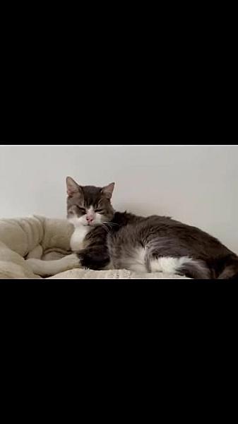 Kattenpraat