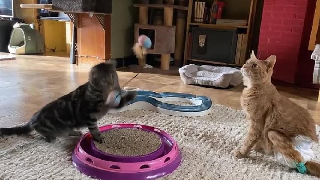Kattenpraat
