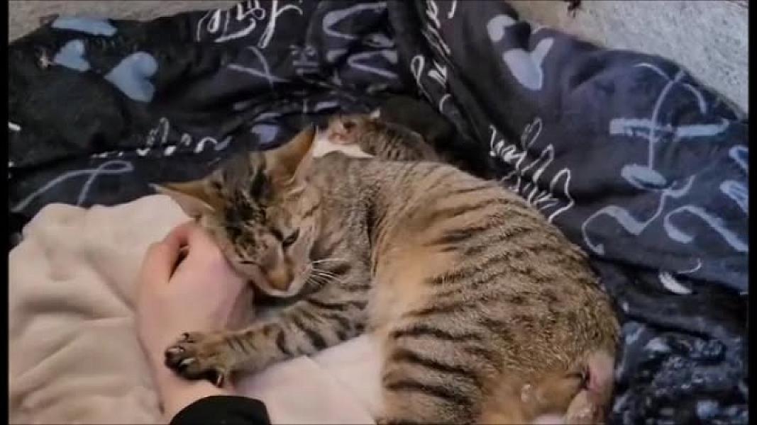 Kattenpraat