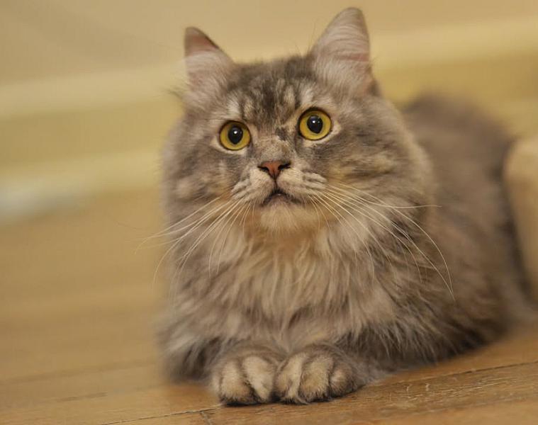 Kattenpraat