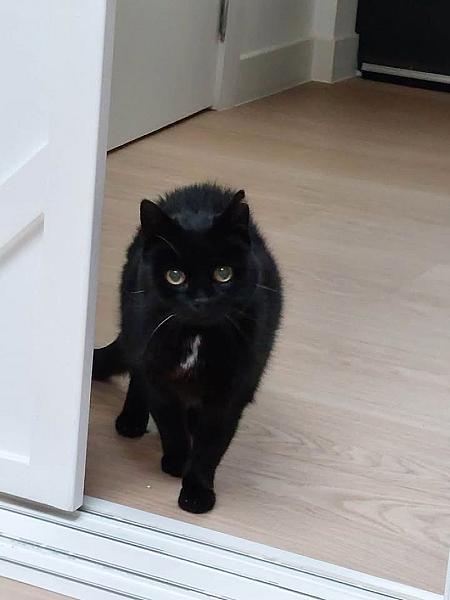 Kattenpraat