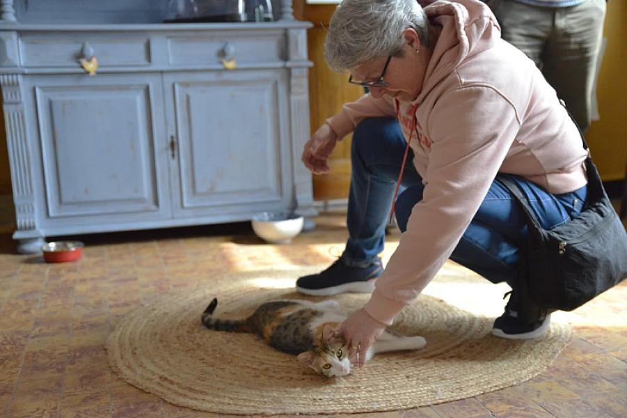 Kattenpraat
