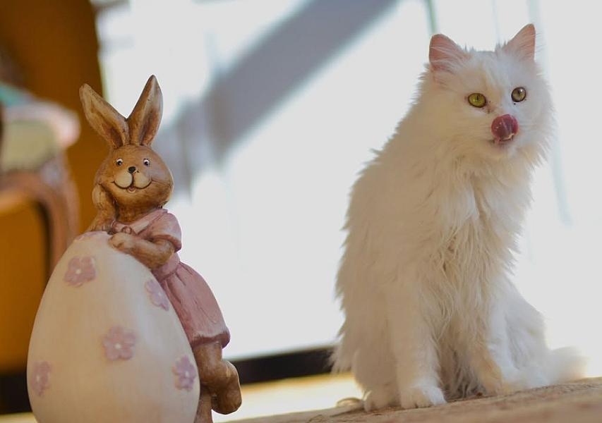 Kattenpraat