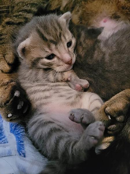 Kattenpraat
