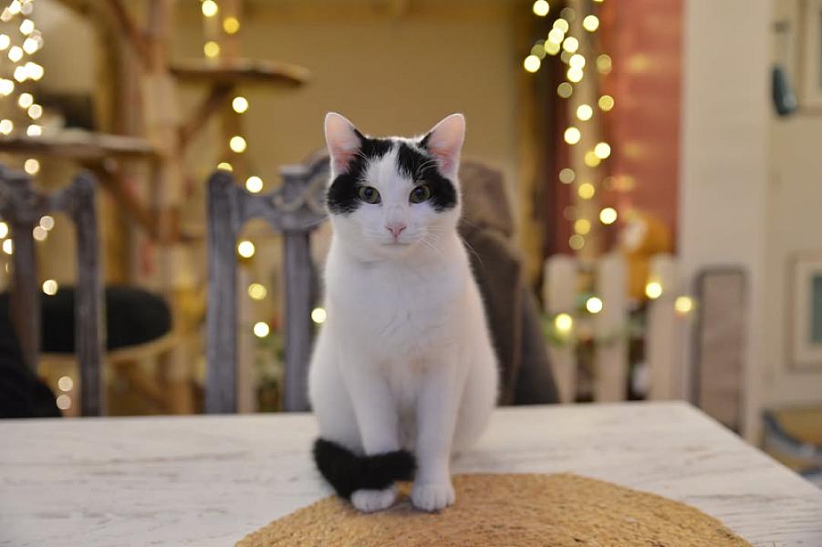 Kattenpraat