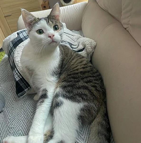Kattenpraat