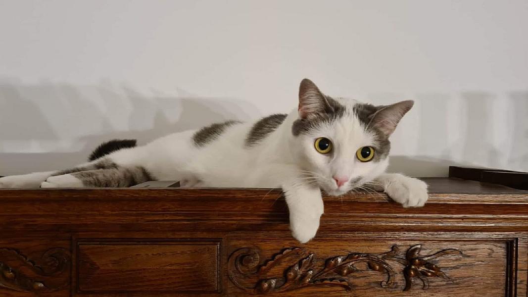 Kattenpraat