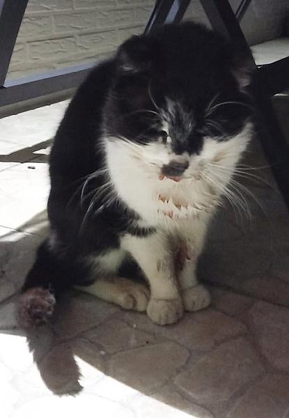 Kattenpraat