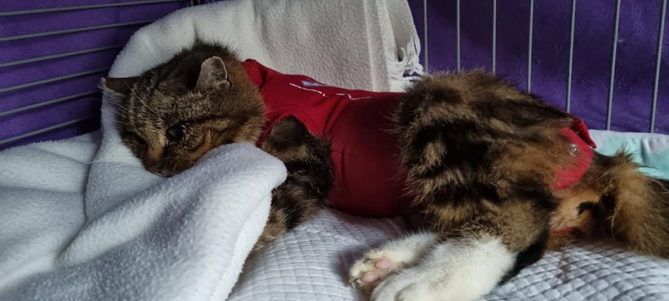 Kattenpraat