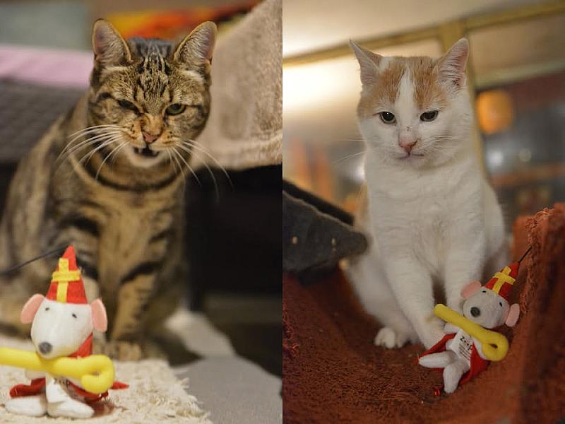 Kattenpraat