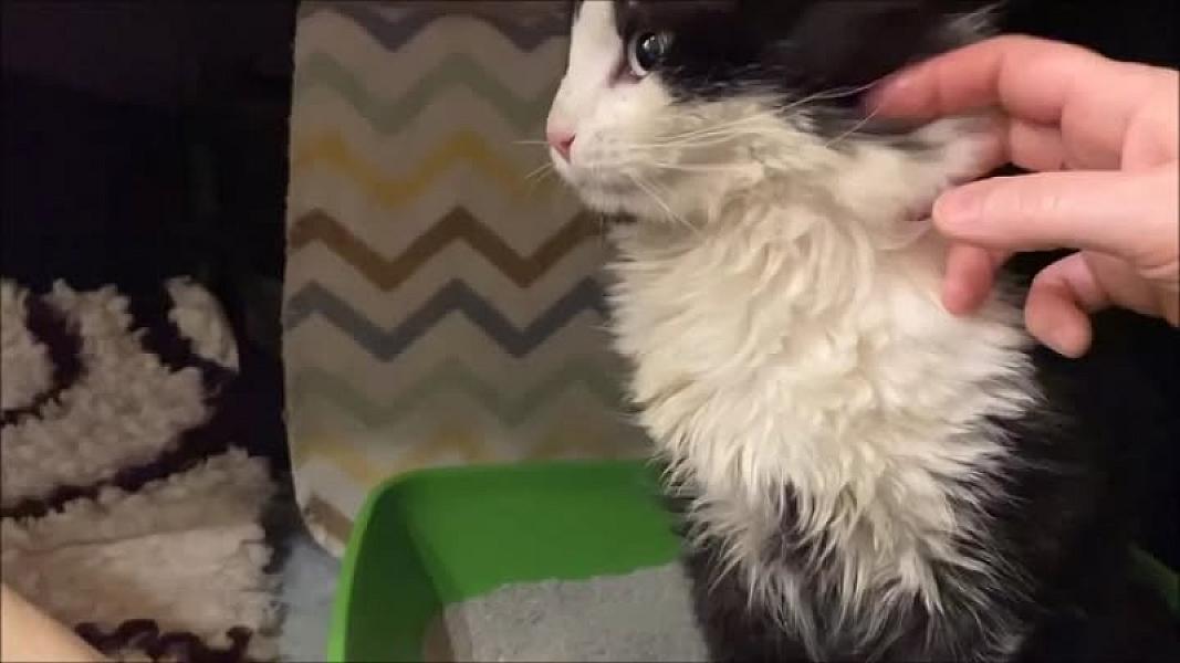 Kattenpraat