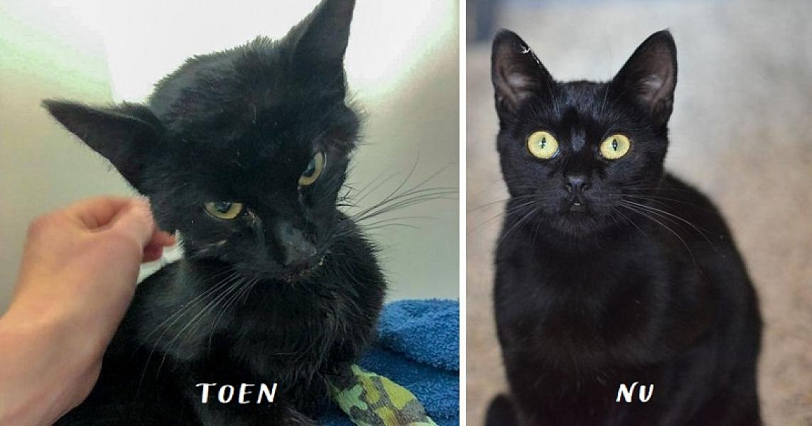 Kattenpraat