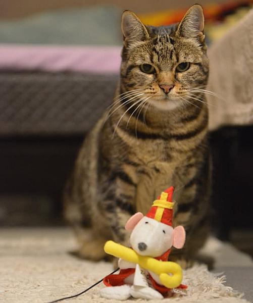 Kattenpraat