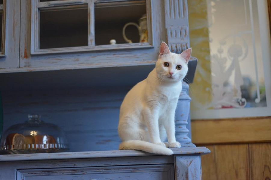 Kattenpraat