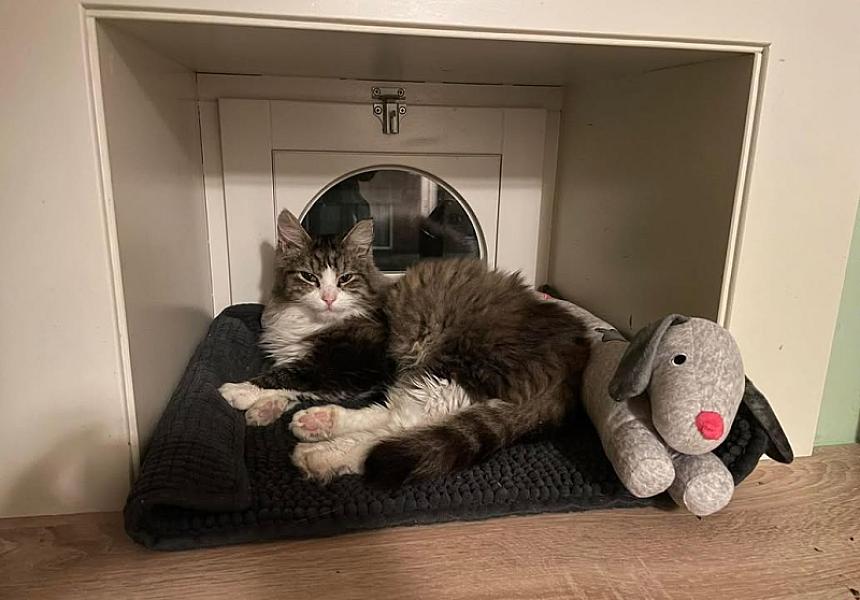 Kattenpraat